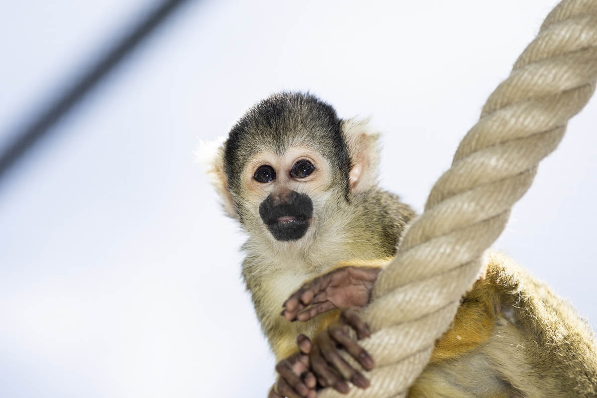 Zoo: Wunschliste der Tiere - ein tierisches Dankeschn