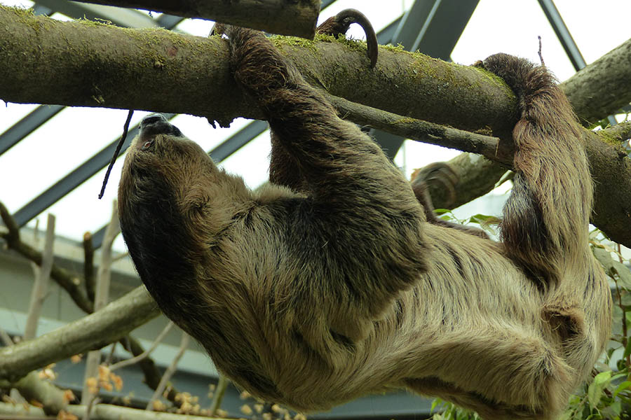Tierhuser im Zoo Neuwied teilweise wieder geffnet