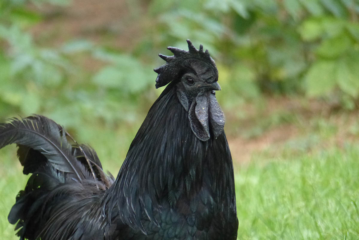 Cemani Hahn. Fotos: Zoo Neuwied