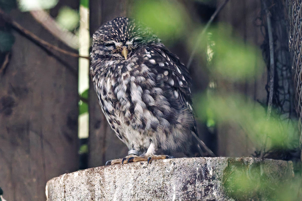 Der Zoo Neuwied unterst�tzt das Wiederansiedlungsprojekt f�r Steink�uze der J�gerschaft Aurich e.�V. Foto: Florian Bonenkamp