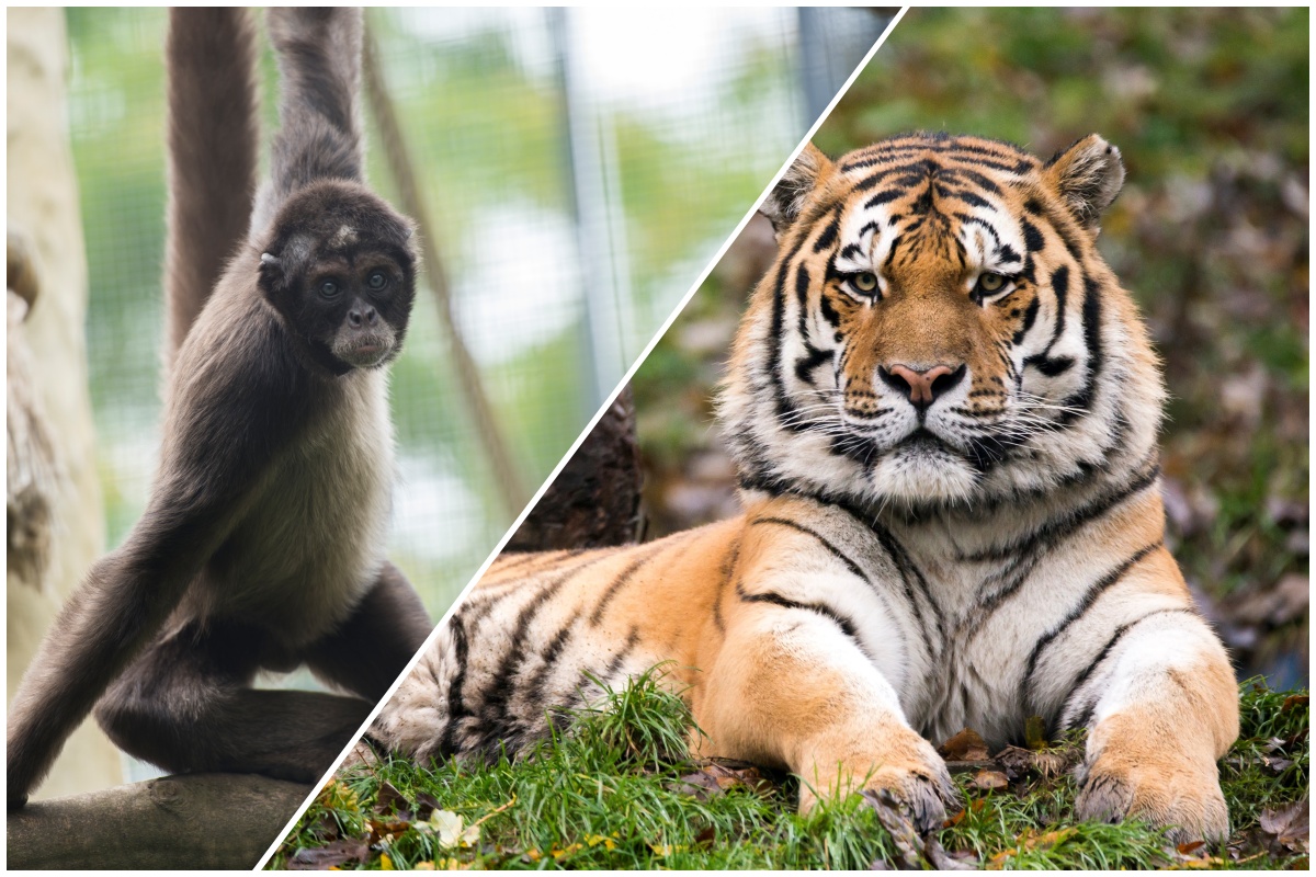Judo-Safari im Zoo Neuwied: Eine Safari der anderen Art