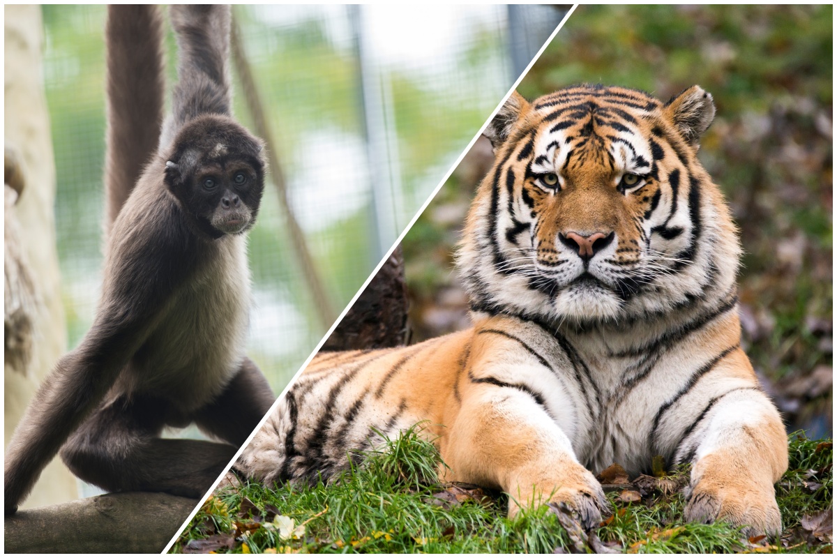 Judo im Kombination mit einem Zoo-Besuch - das bietet die Judo-Safari. (Fotos: Zoo Neuwied)