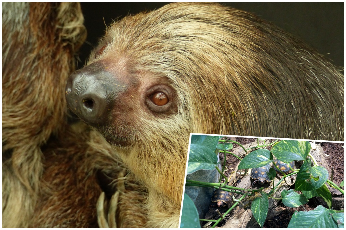 Die Entdeckung der Langsamkeit - Herbst im Zoo Neuwied
