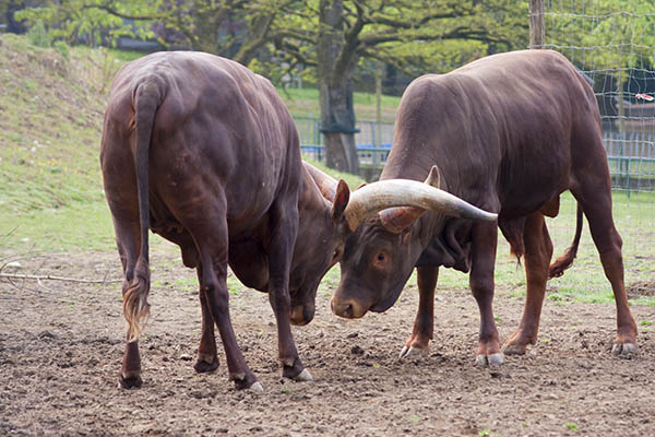 Tierisches Adventsprogramm im Zoo Neuwied