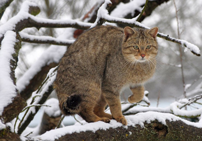 Die Wildkatze ist im Gebiet heimisch. Fotos: Harry Neumann