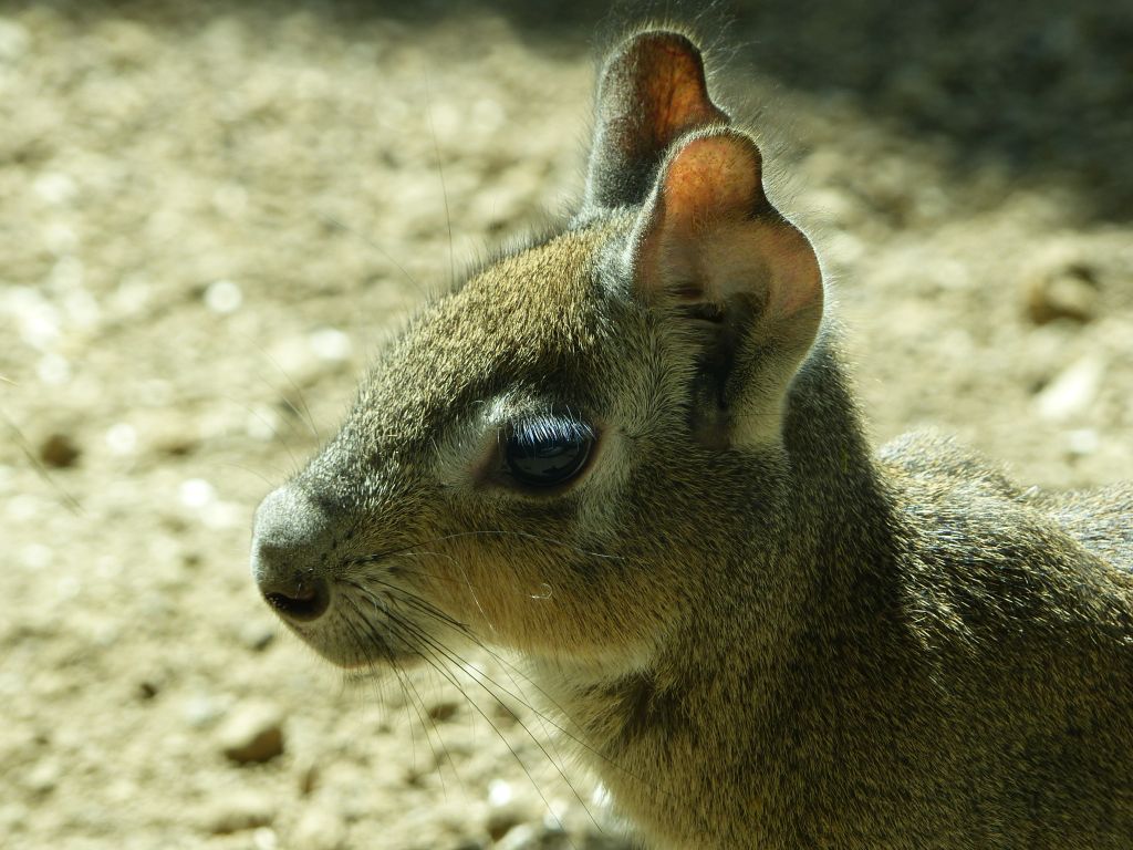 Eine Erfolgsgeschichte: Zwergmaras im Zoo Neuwied