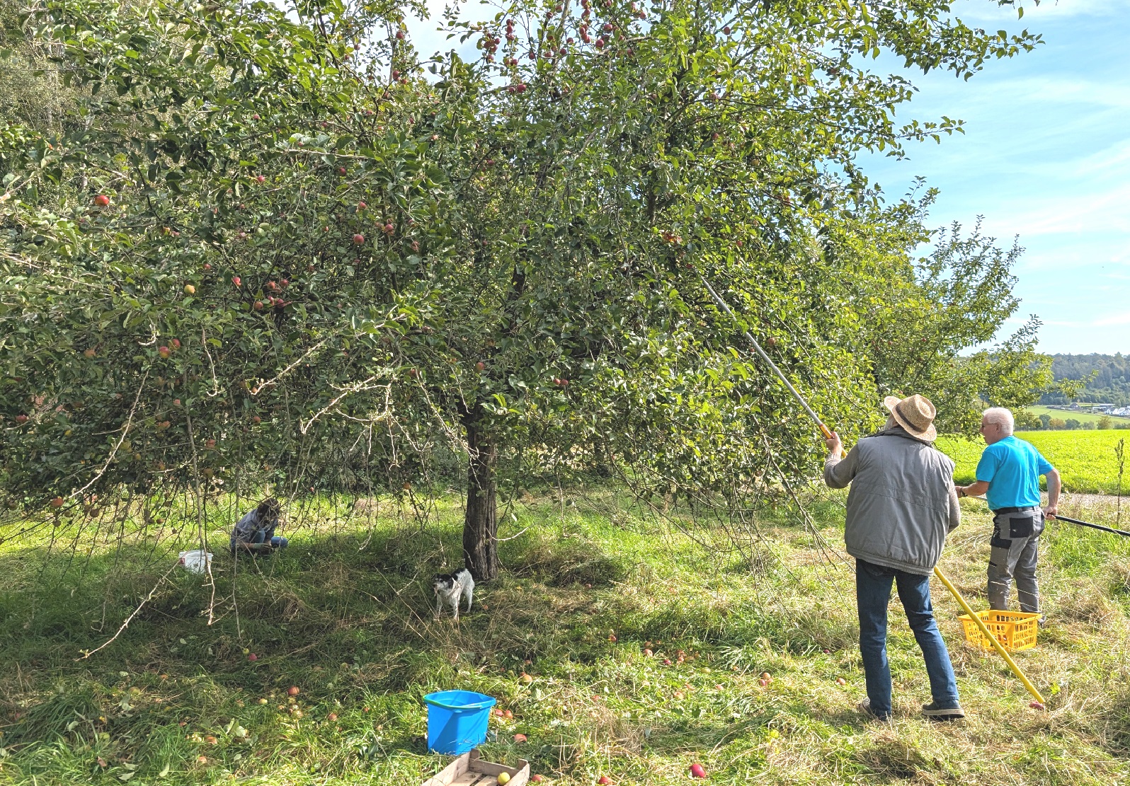Auf der Streuobstwiese. (Foto: Rebecca Eckart)