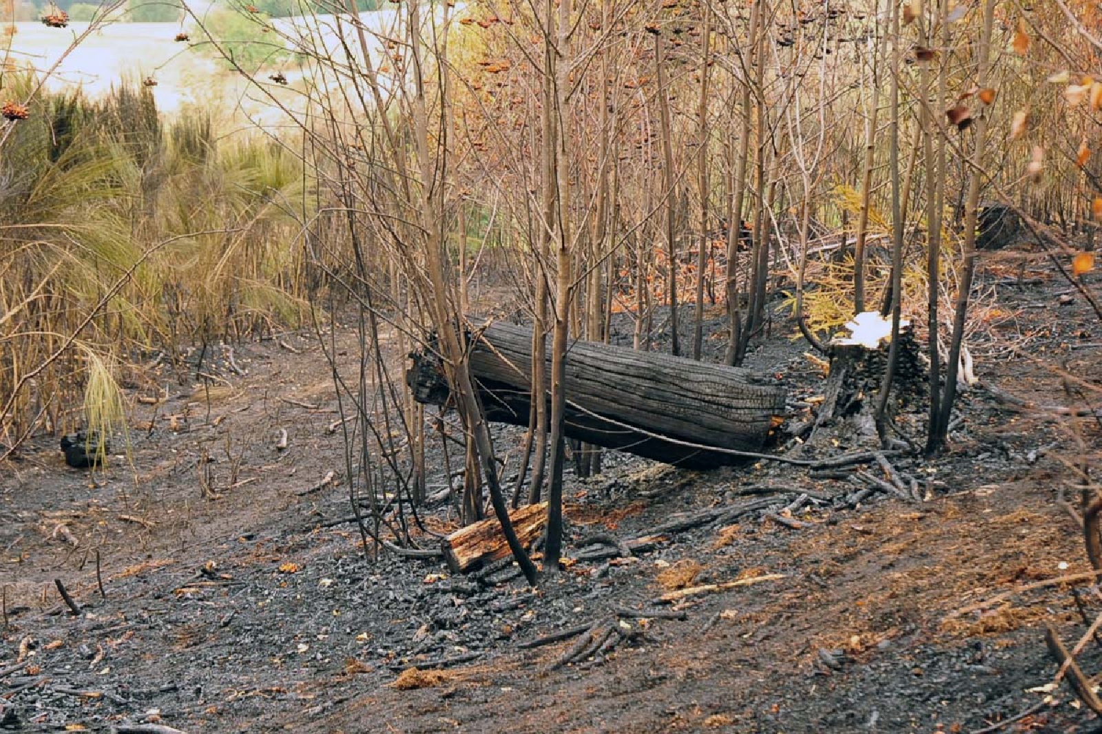 3. Aktualisierung: Waldbrand bei Gebhardshain - Der Tag danach